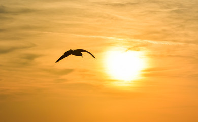 Sun between clouds and a seagull flying, silhouette. 