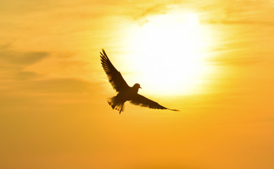 Sun between clouds and a seagull flying, silhouette. 