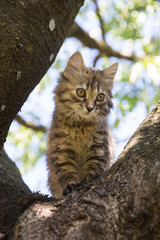chat