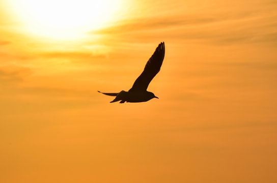 Sun between clouds and a seagull flying, silhouette. 