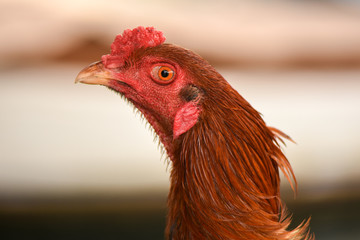 Head of rooster with red colour, closeup, isolated.