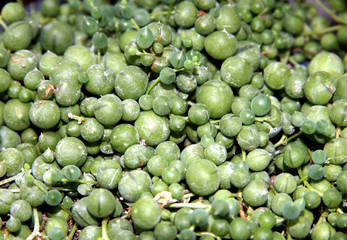 Rope of pearls / Ragwort (Senecio) family Asteraceae