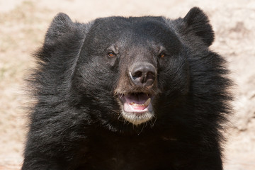 Asiatic black bear close up.