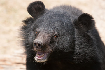 Asiatic black bear close up.