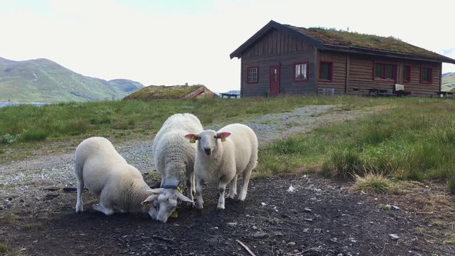 Traditional Norwegian house with grass roof and local white sheeps, Norway.