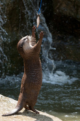 Oriental Small-clawed Otter.