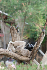 Pileated Gibbon or Capped Gibbon.