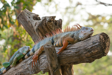 Iguana on tree branch.