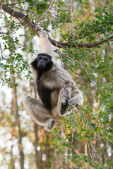 Pileated Gibbon or Capped Gibbon.
