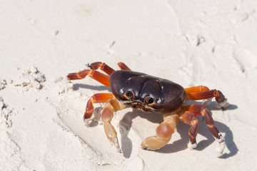 Chicken Crab on the beach of Tachai Island, Similan Islands Nati