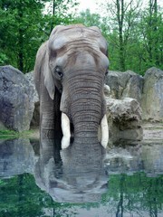 Elefant steht im Wasser