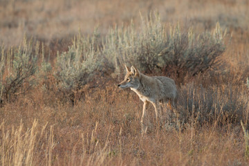 Naklejka na ściany i meble Coyote walking in grass