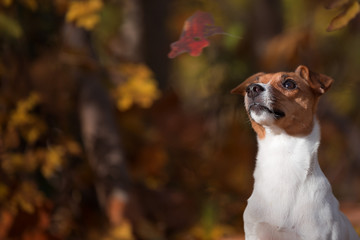 Jack Russel im Wald, Herbst