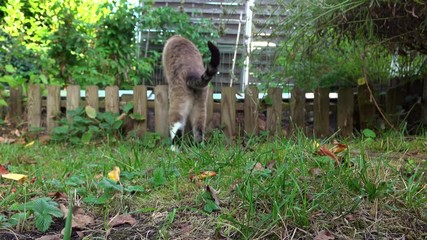 Cat gets annoyed by being filmed and walks away.