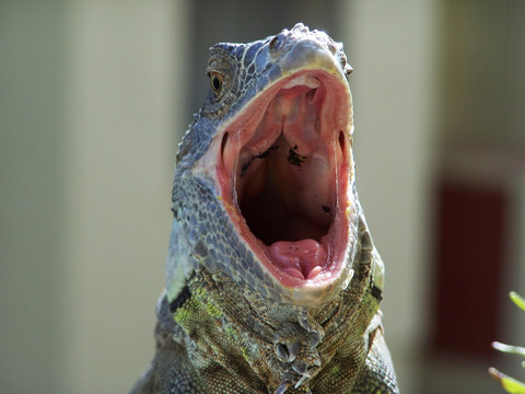 iguana bostezando