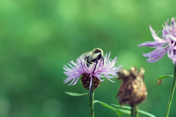 Bumblebee on purple flower
