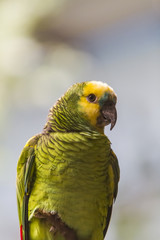 Amazona auripailata
