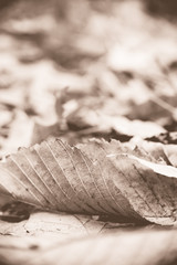 Leaf Closeup in Autumn