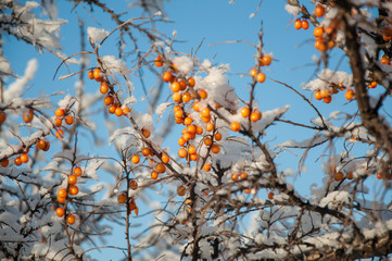ashberry covered-snow