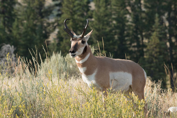 Pronghorn walking in grass