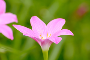 Fototapeta premium Pink zephyranthes carinata on a nature background.