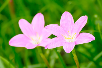 Pink zephyranthes carinata on a nature background.