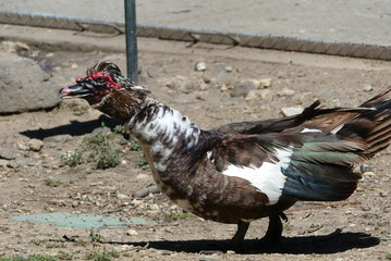 Strange fowl