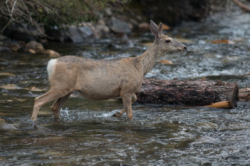 Fototapeta premium Deer crossing a stream