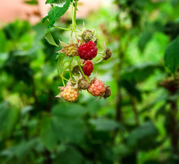 ripe red raspberries on the bush