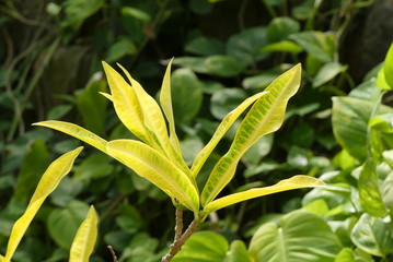 Plant leaves