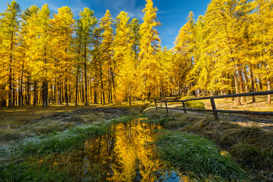 Fototapeta Forêt de mélèzes en automne