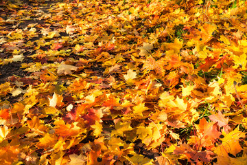 Fallen golden maple leaves on sunny days.