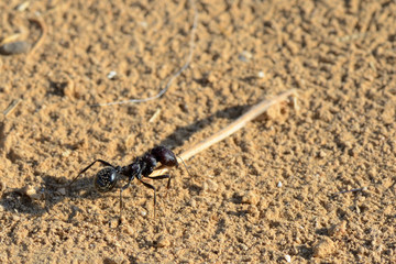 Working ant