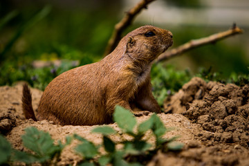Prairie Dog