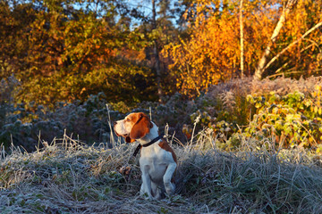 The Beagle in the early morning hunting in the forest