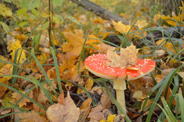 amanita