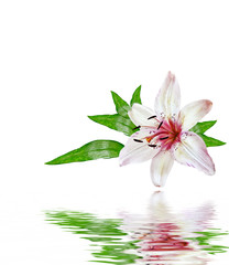 Flower lily isolated on white background.