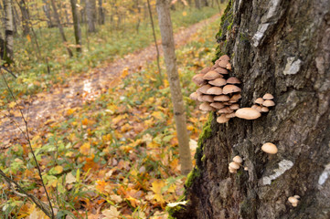 Mushroom on a tree