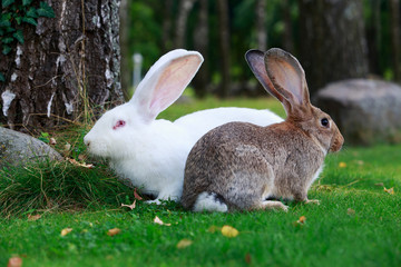 two rabbits on a green