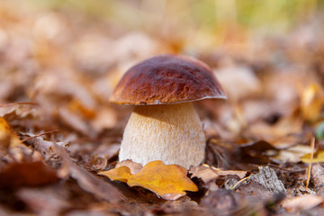 Mushrooms Boletus growing in forest. Autumn Cep Mushrooms. Mushr