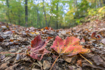 Autumn Leaves on the Forest Floor