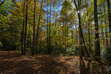 Raven Cliff Falls Path to the Sun