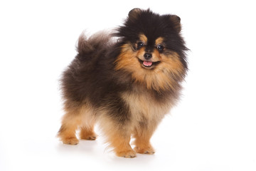 Obraz premium Puppy Spitz dog (isolated on white)