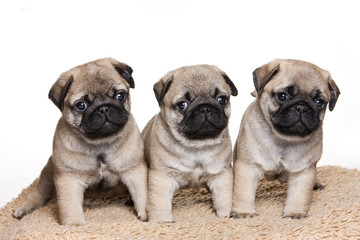 Obraz premium Puppy pug (isolated on white)