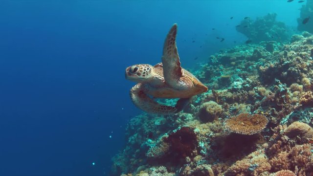 Green Sea turtle swims on a colorful coral reef. 4k footage