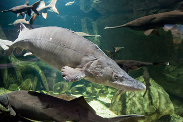 Beluga and other fish in the aquarium. Huso huso. Acipenseridae