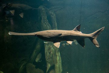 Fototapeta premium Paddlefish with natural habitat in the river. Polyodon spathula