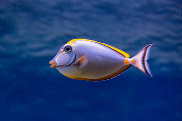 Fototapeta na wymiar Fish-Rhino in the aquarium. Naso lituratus. Surgeon Fish