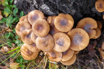 Honey fungus (Armillaria mellea) mushroom in a forest
