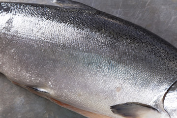 Salmon in a plate isolated on a white background.